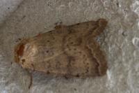 Hoplodrina alsinides/octogenaria