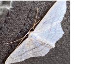 Scopula nigropunctata