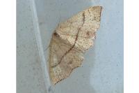 Cyclophora punctaria