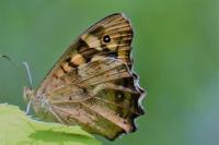 Pararge aegeria