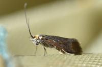 Nemophora fasciella