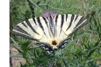 Iphiclides podalirius