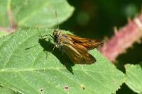 Ochlodes sylvanus
