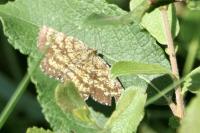 Ematurga atomaria