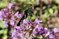 Zygaena filipendulae
