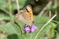 Lycaena phlaeas