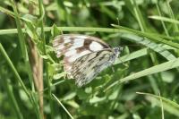 Melanargia galathea