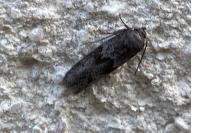 Blastobasis phycidella