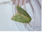 Pseudoips prasinanus