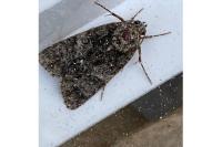 Acronicta rumicis