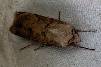 Agrotis segetum