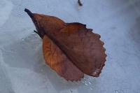 Gastropacha quercifolia