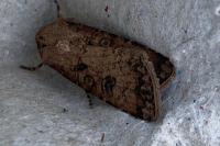 Agrotis segetum