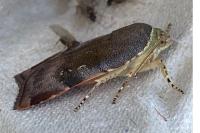 Noctua janthe/janthina