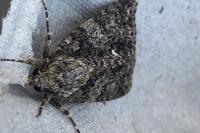 Acronicta rumicis