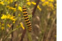 Tyria jacobaeae