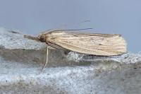 Ematheudes punctella