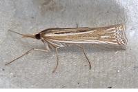 Ancylolomia tentaculella