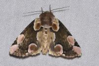 Thyatira batis