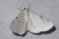 Lomographa bimaculata