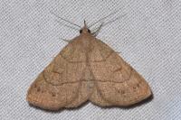 Paracolax tristalis
