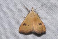 Rivula sericealis
