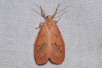 Miltochrista miniata