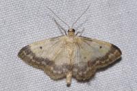 Idaea biselata