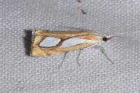 Catoptria pinella