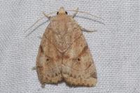 Cosmia trapezina