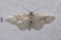 Idaea rusticata