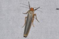 Manulea complana