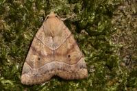 Cosmia trapezina