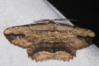 Menophra abruptaria