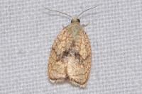 Acleris forsskaleana