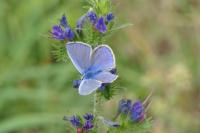 Polyommatus icarus