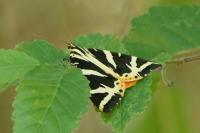 Euplagia quadripunctaria