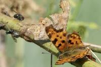 Polygonia c-album