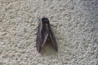 Sphinx ligustri