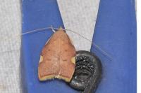 Carcina quercana