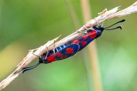 Zygaena loti