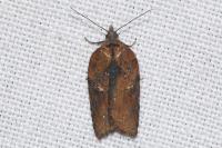 Acleris hastiana