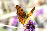 Polygonia c-album