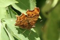 Polygonia c-album