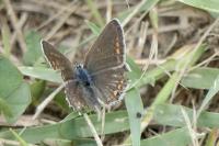 Aricia agestis