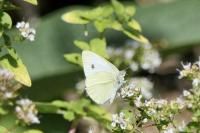 Pieris brassicae