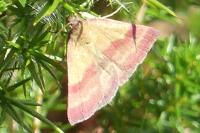 Phytometra viridaria