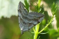 Aplocera efformata/plagiata