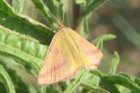 Lythria purpuraria