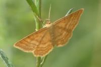 Idaea ochrata